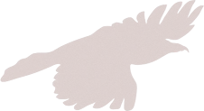 vogel h 1